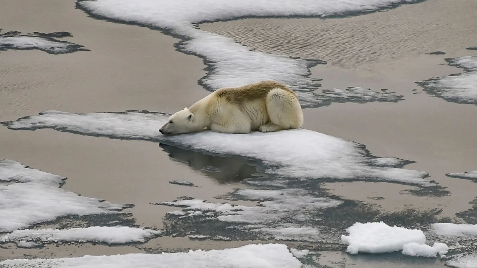 Polar bear on melting sea ice